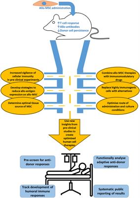 Anti-Donor Immune Responses Elicited by Allogeneic Mesenchymal Stem Cells and Their Extracellular Vesicles: Are We Still Learning?